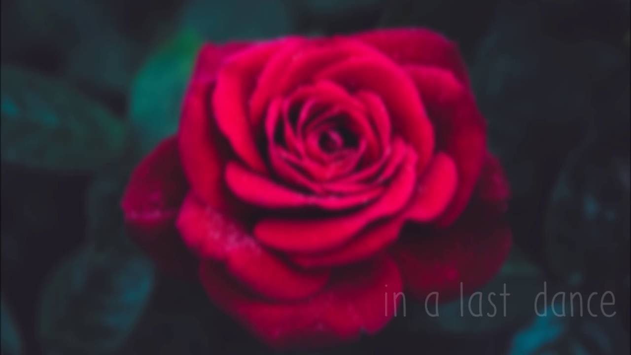 Low Roar - Because We Have To [Lyrics]