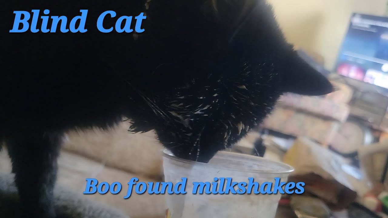 Blind Cat finds Milkshakes 
