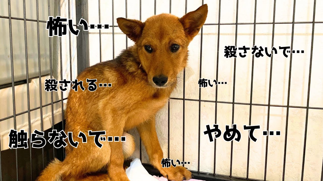 【心を開く野犬】処分に怯えた保護犬が懐くまでの2年間3ヶ月ダイジェスト