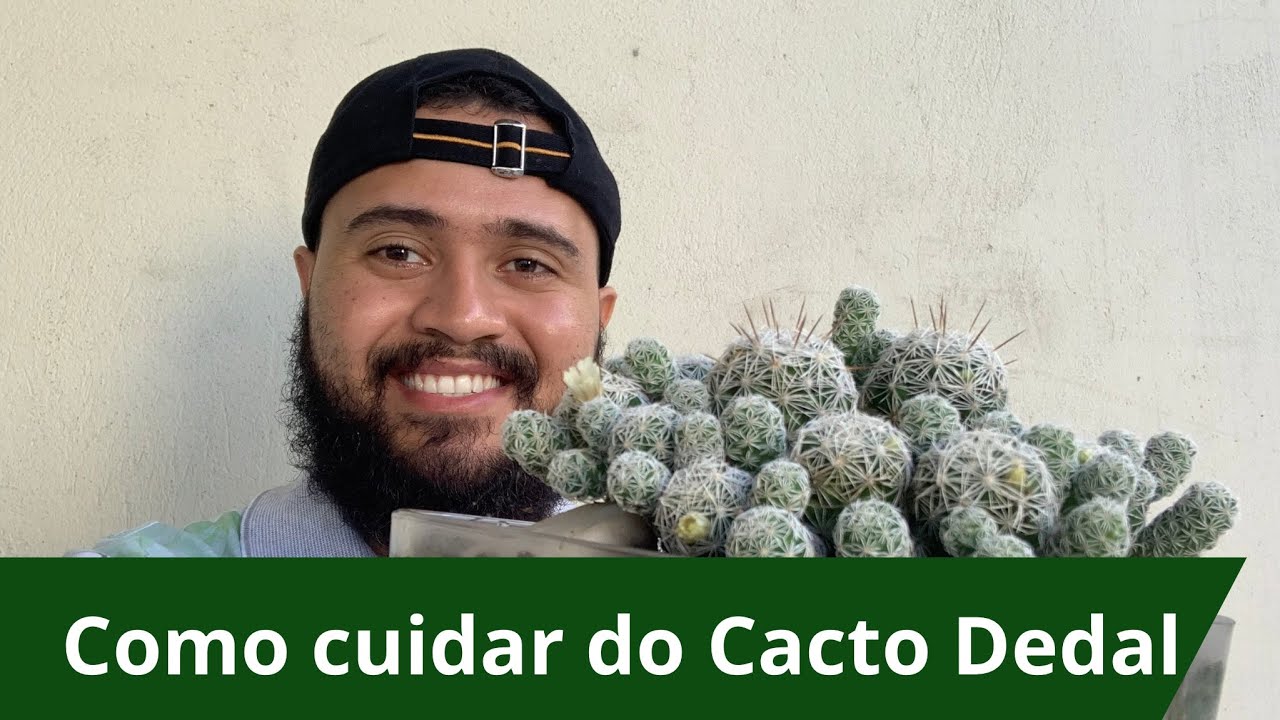 Cacto dedal? Como cuidar!