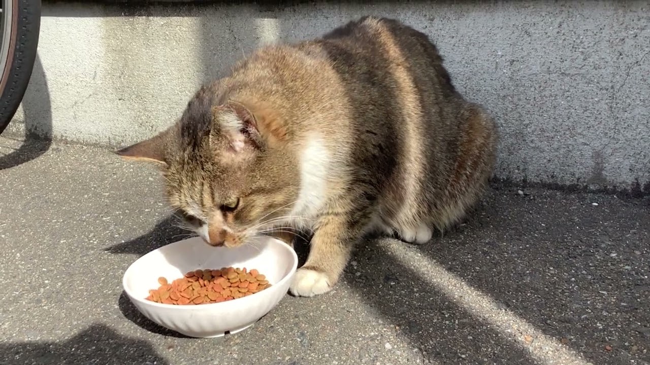 【博多ｰ住吉猫さん】　ゆっくりゆっくり　ご飯を食べています　キジ白猫さん