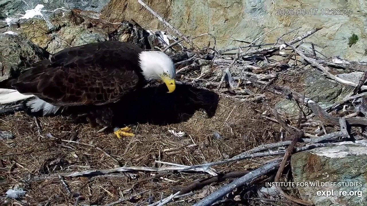 Chase and Cholyn lost their last egg --Two Harbors 2026 03 17
