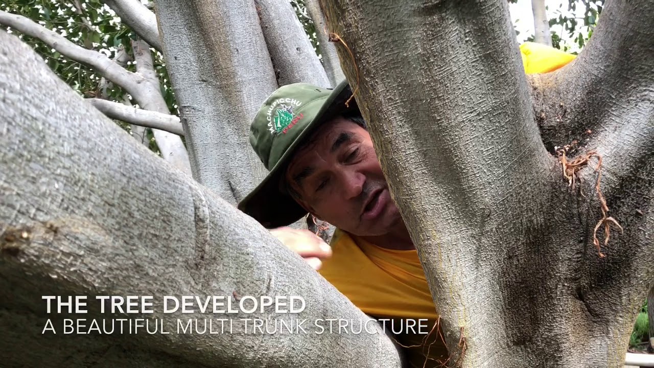 Explanation of Pruning a Ficus Tree - Vargas Landscaping Presents