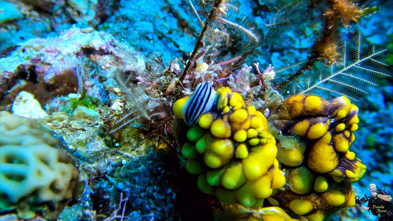 Indonesia. Raja Ampat (October 2022). Nudibranco (Phyllidiopsis annae). (4K).