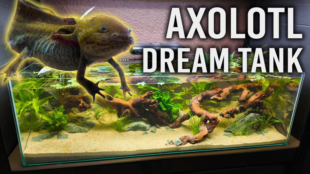 My Axolotl's Dream Tank (Easy Starter Setup)