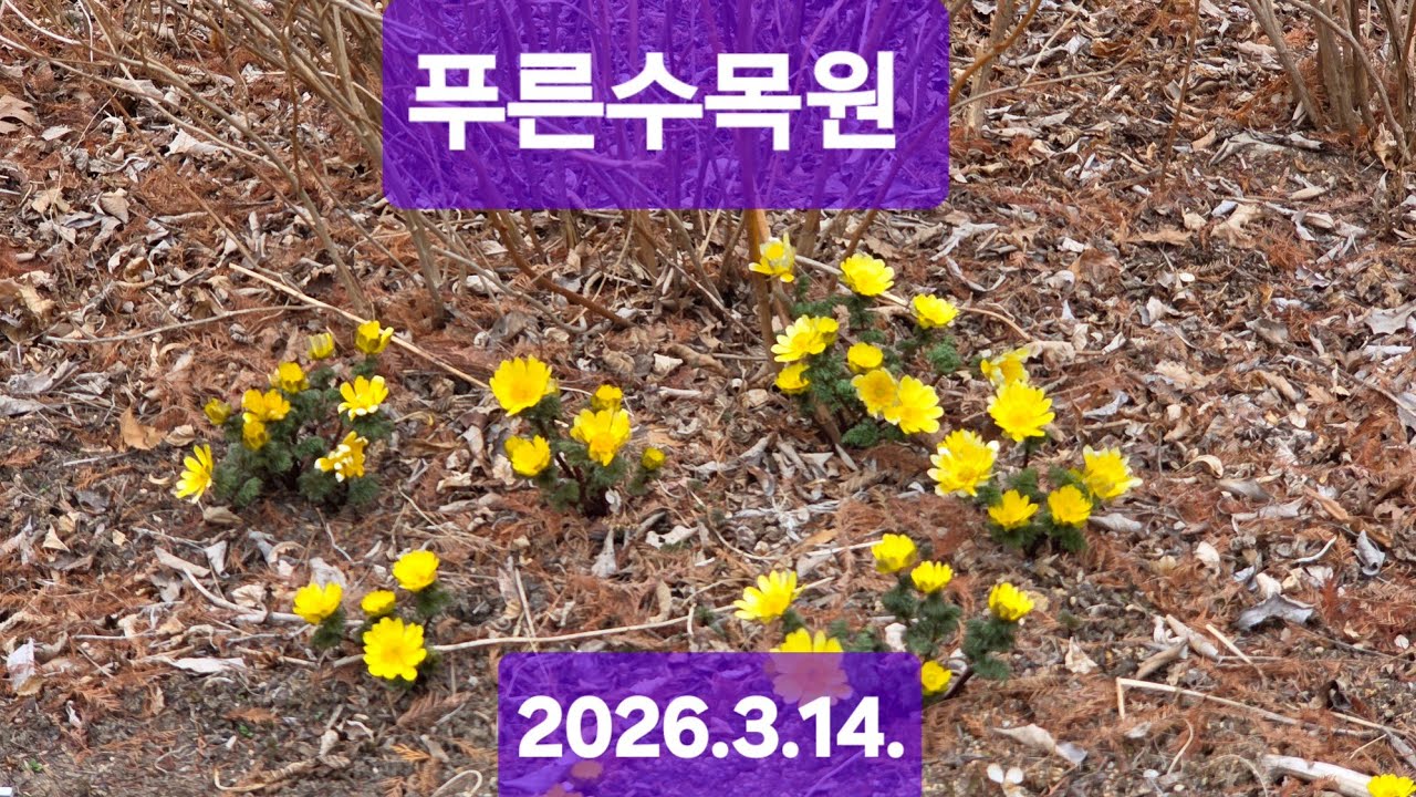 푸른수목원 (2026.3.14)