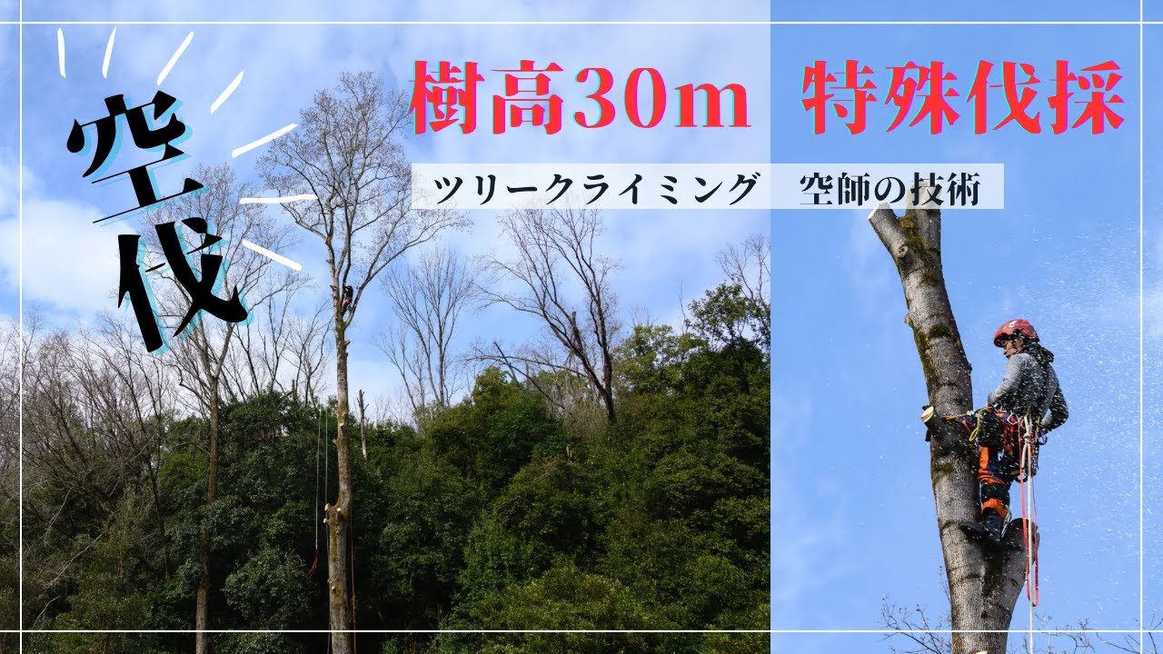 空伐！　大径木伐採　アーボリスト　空師の技術　樹高30ｍ　特殊伐採　林業職人技　伐倒まで　ツリークライミング　ドローン映像あり　Forestry　Tree climbing　Logging　巨木