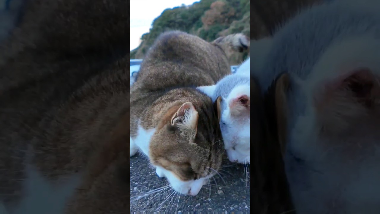 駐車場の仲良し猫二人組#猫島 #Kucing #Cat #猫 #बिल्ली #Gato #Кот #子猫 #kitten #catisland #pocket3ブレない選手権