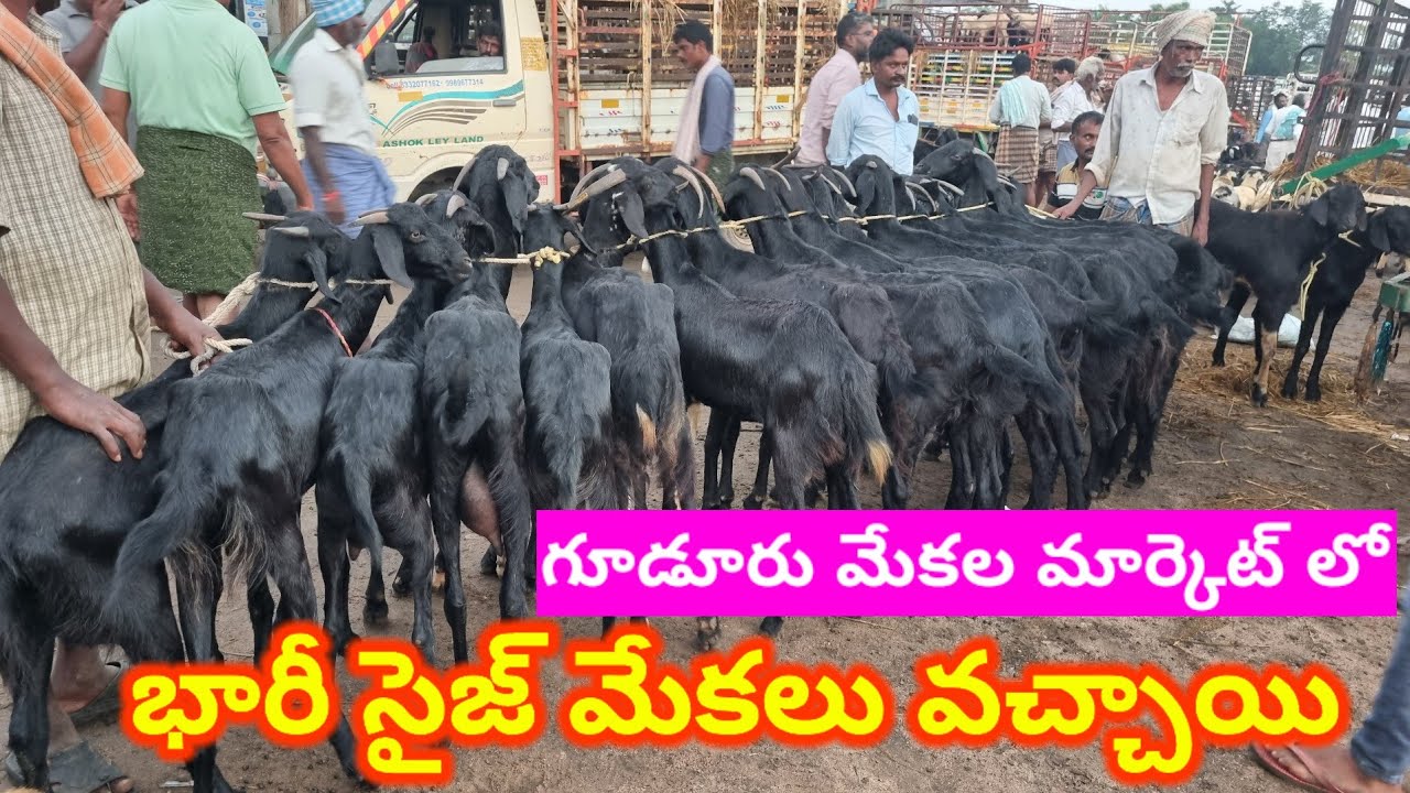 Gudur sheep Goat market Today 7 11 25 ఈ వారం మేకలు వాటి ధారలు