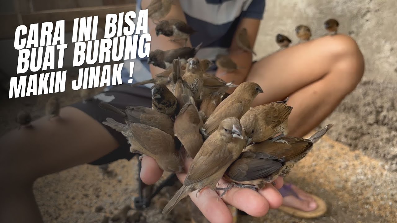 Hand-feeding Birds - Society Finch
