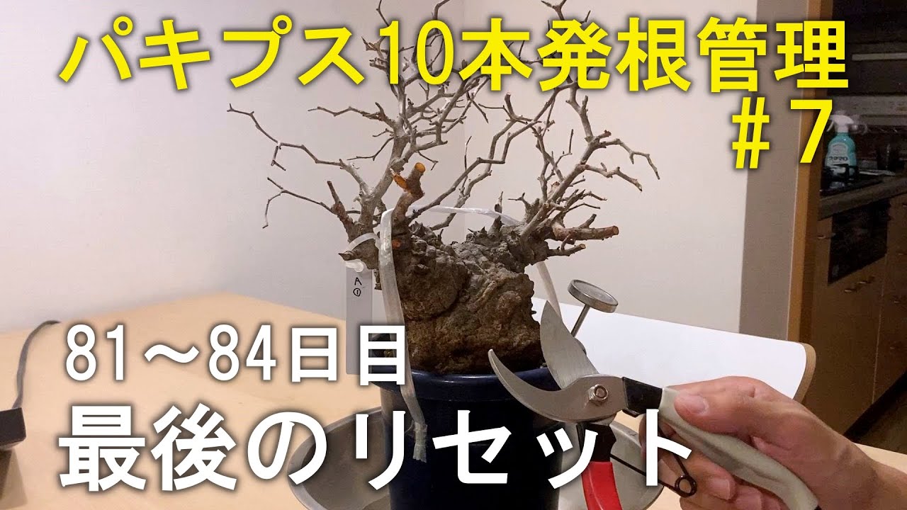 【81～84日目】パキプス10本を素人が発根管理したら！？⑦｜塊根植物