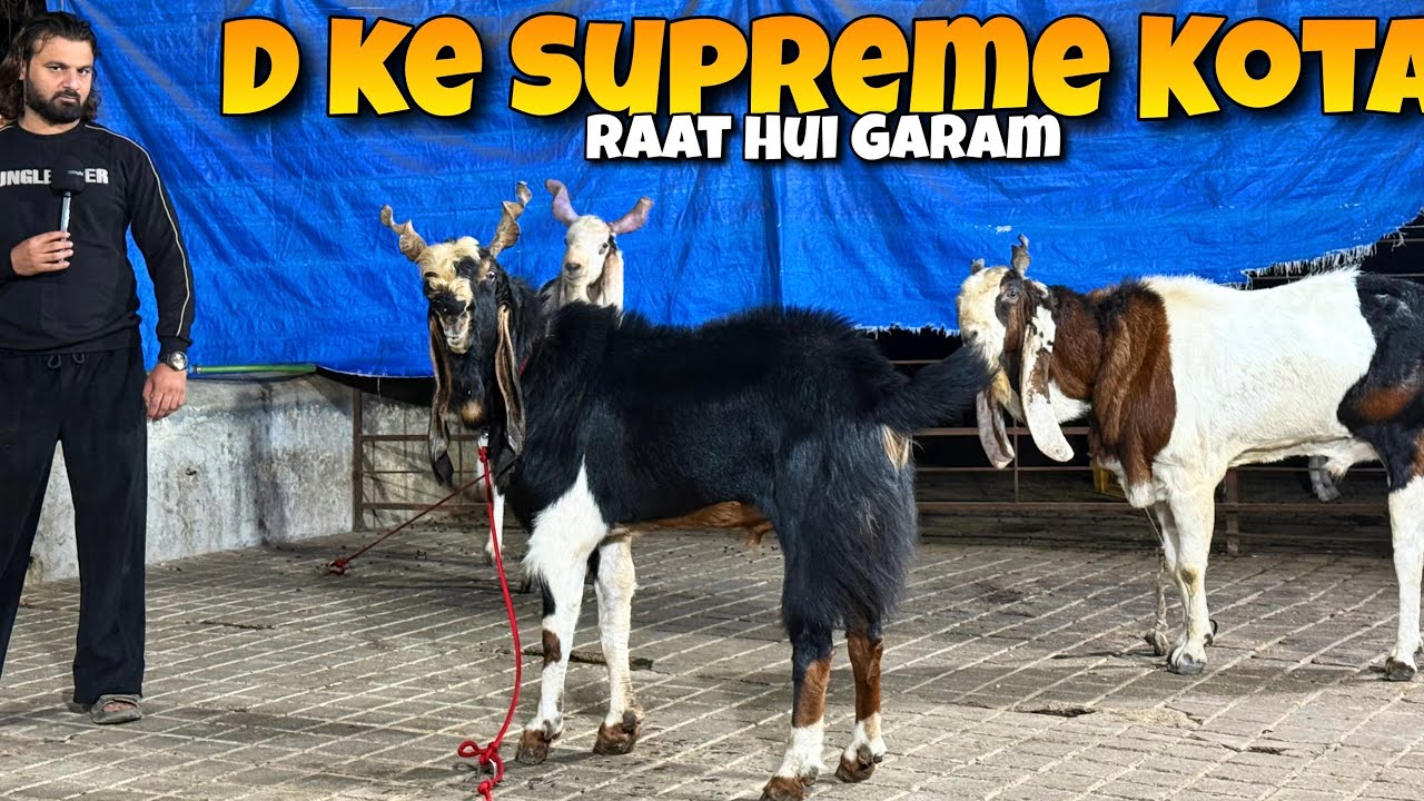 D Goat Farm ke SUPREME Kota BAKRE | MENTAL KOTA Mandi at Bhiwandi Mahapoli🤩