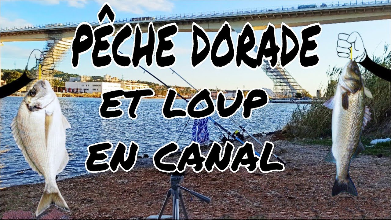 pêche a la dorade 🎣🇫🇷