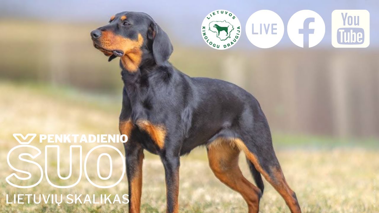 Penktadienio šuo: lietuvių skalikas