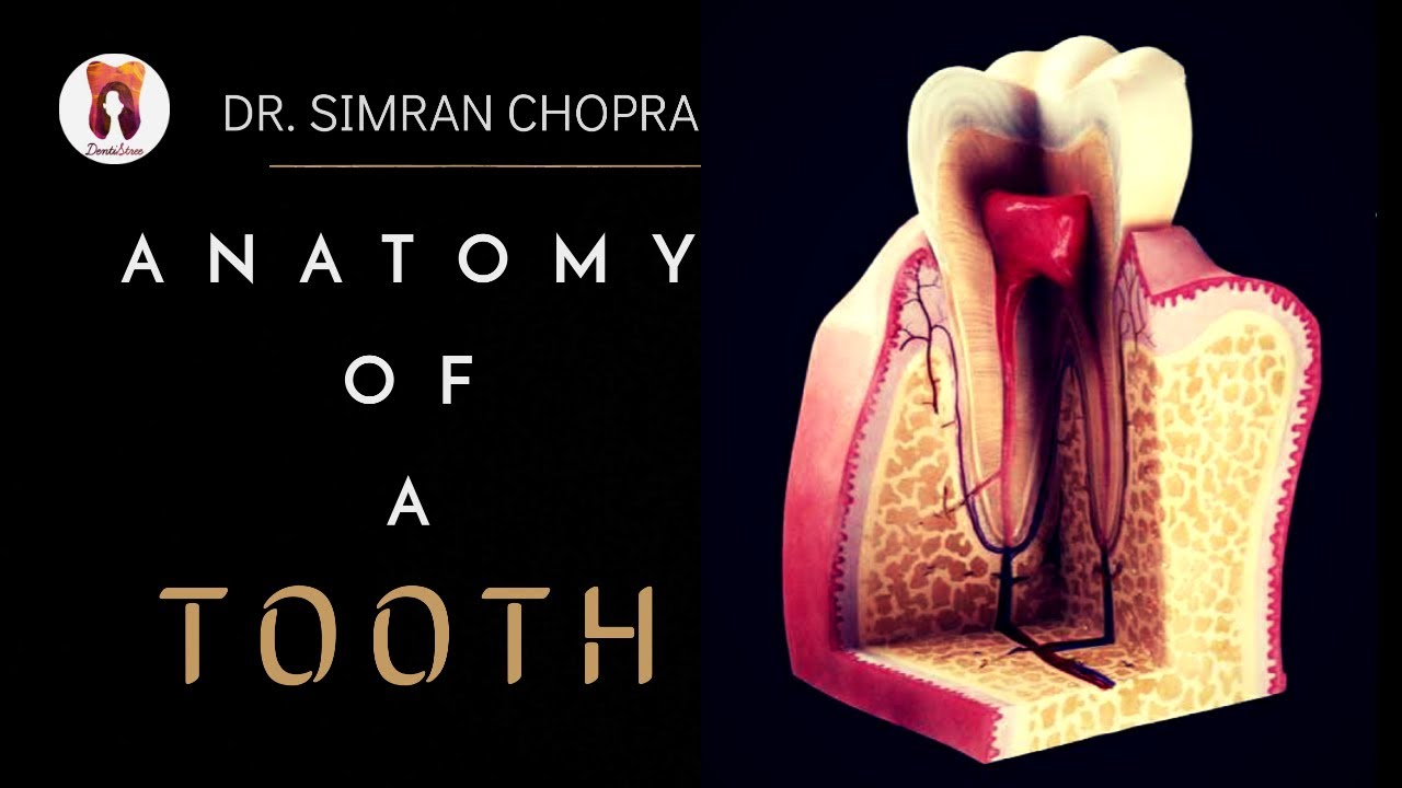 Anatomy of Teeth l Dental Anatomy l Anatomy of a Tooth Structure