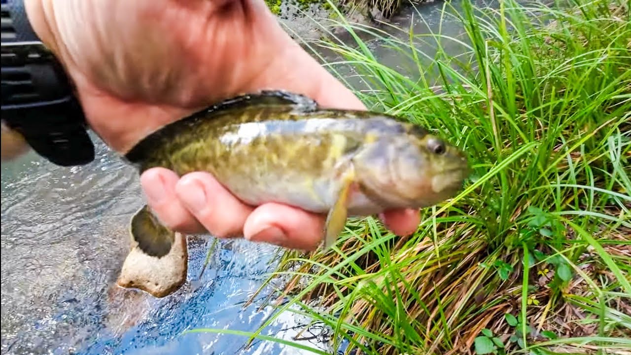 Catching a 2 spined blackfish while opening my monthly fan mail