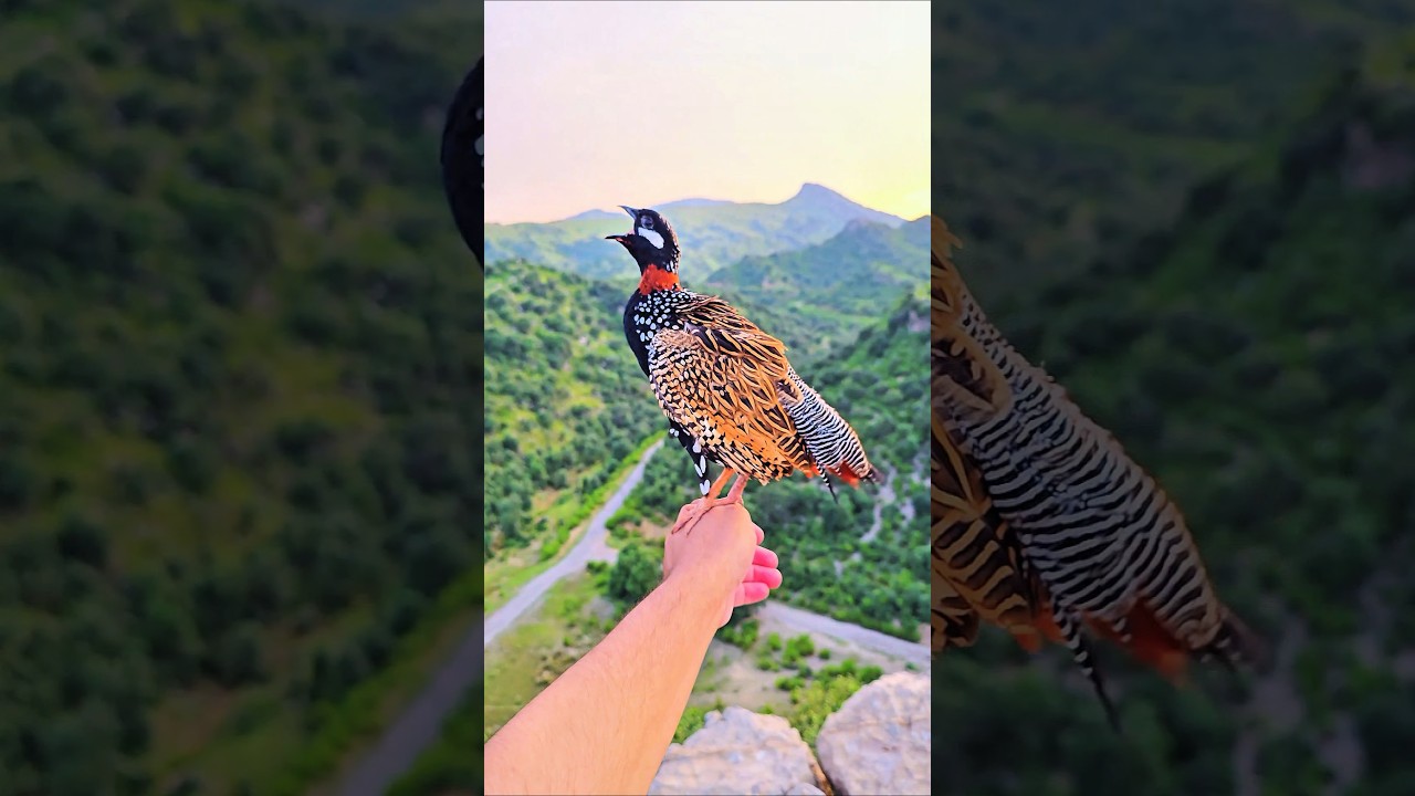 Listen to the wild beauty &mdash; Black Francolin calling | #partridges #blackfrancolin #birds