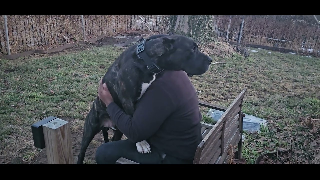 Presas need hugs too