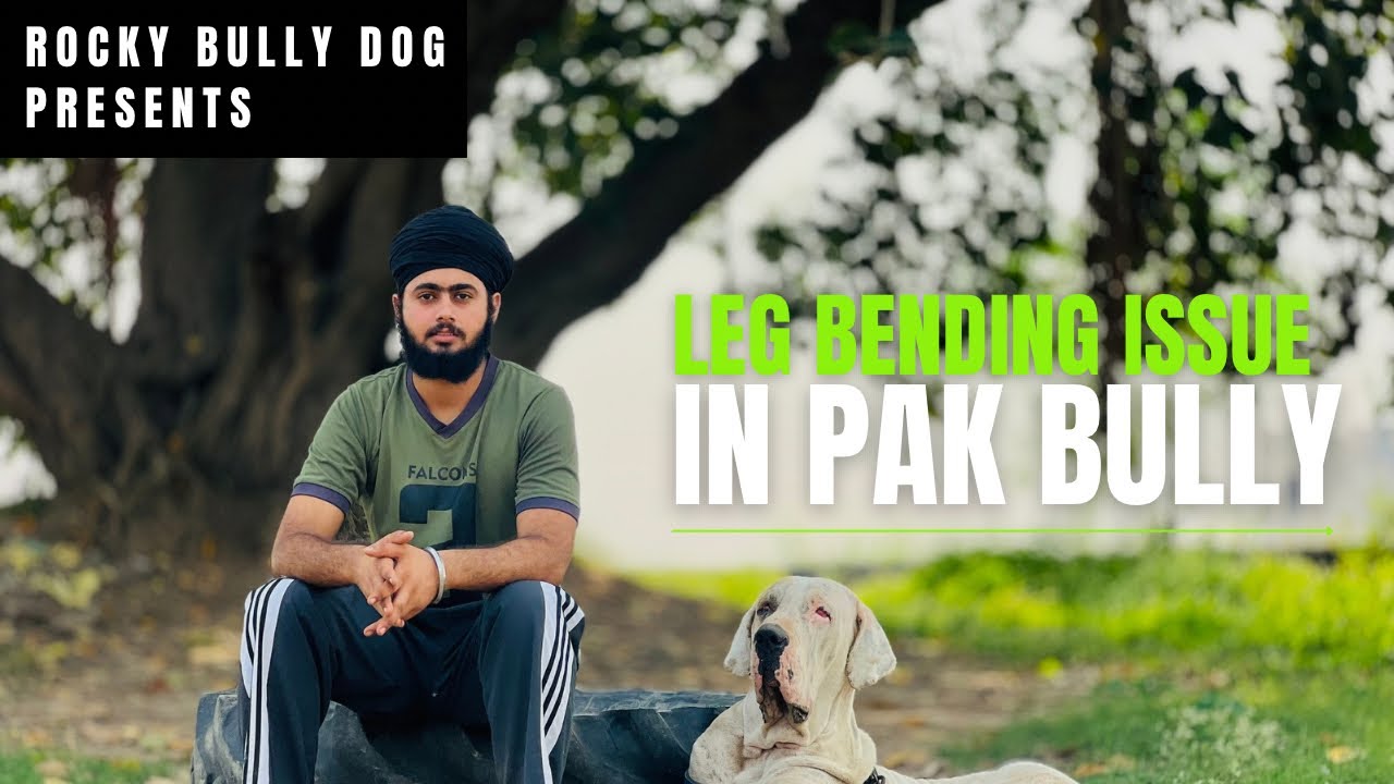 Leg Bending Issue in pakistani bully|| latest Video || ​⁠@PAWARSAABFARM