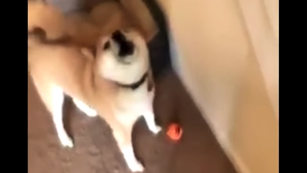 Do you like your new toy?