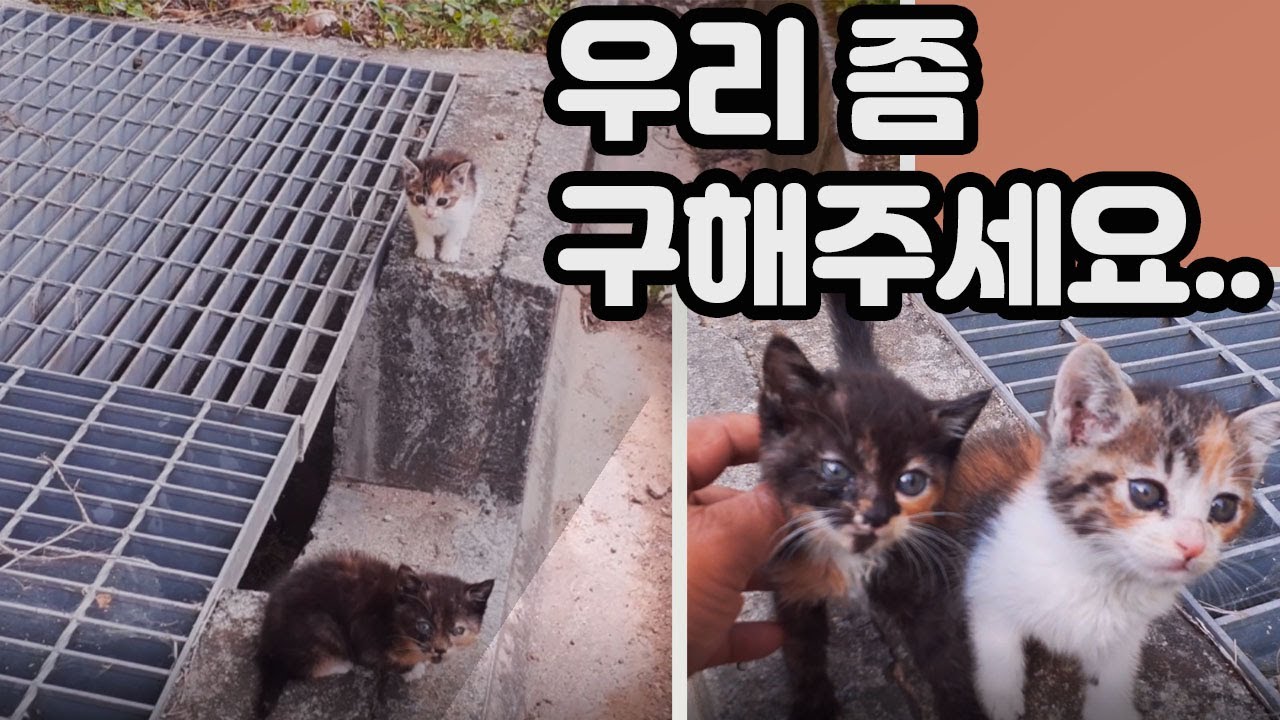 집 뒤에 새끼고양이들이 버려졌나봐요..어떡하죠?ㅠ길냥이 구출. 버려진 고양이 구조. 입양. 댕댕이와야옹이. 개냥이. 강아지반응. cats and dogs. kitten rescue