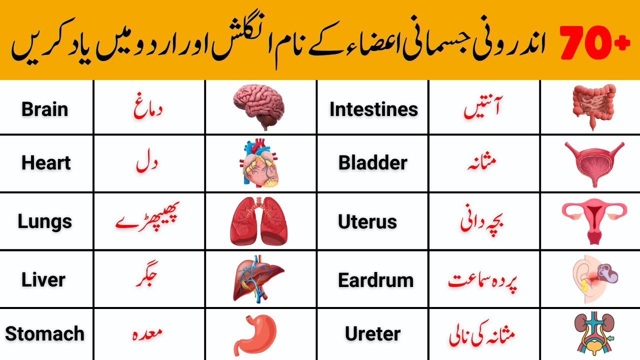 🧠❤️ 70+ internal body parts and organs in English and Urdu | internal body parts ke name
