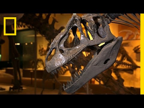 How Do You Dismantle a Dino? (Very Carefully) | National Geographic