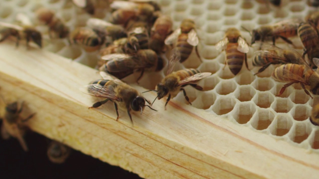 What does a drone honeybee look like?