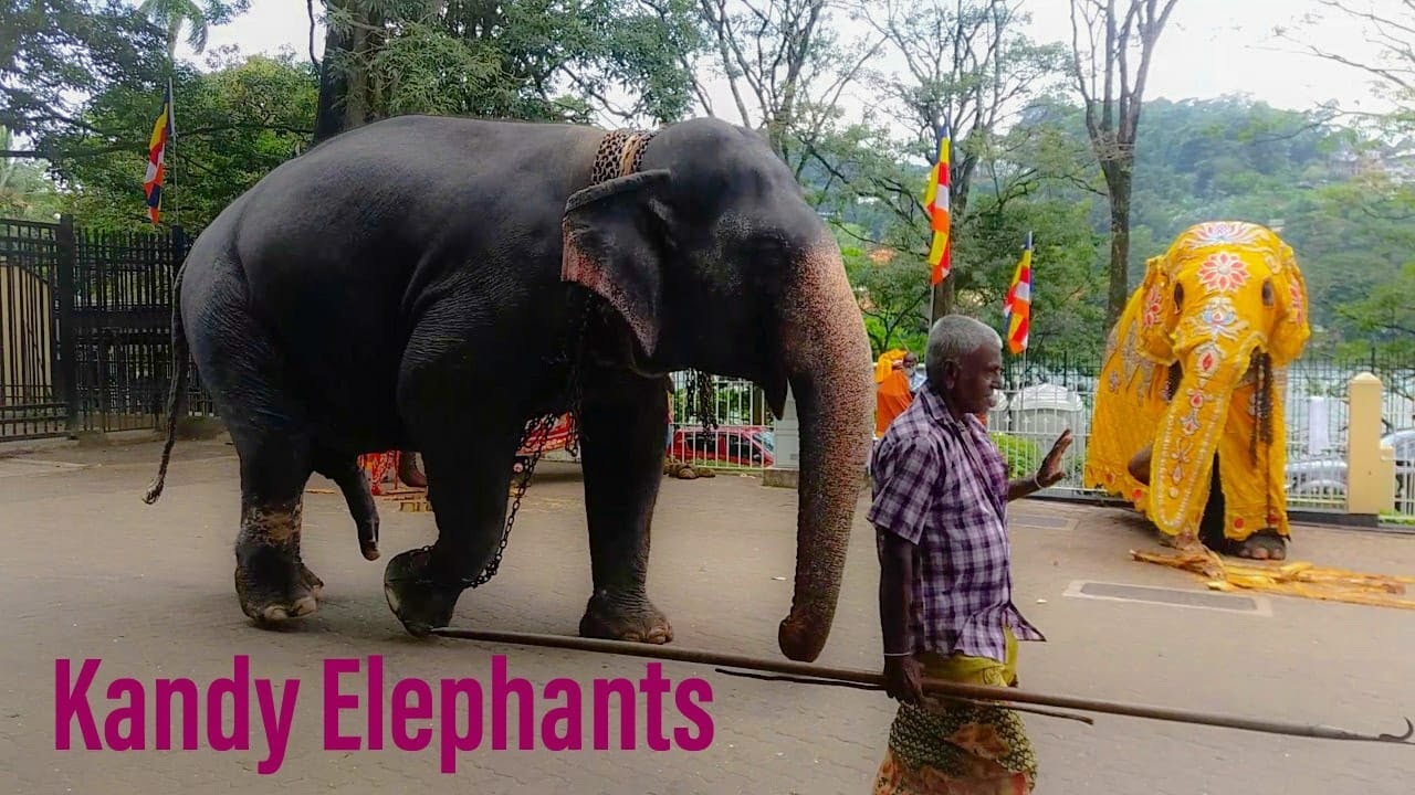 Elephant Dress preparation in Kandy procession - Sri dalada perahera - Ap&eacute; Show ( Travel)