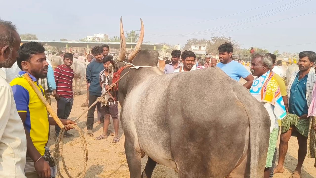 పత్తికొండ సంతలో//dheshiya Seema Black Cart price | Pattikonda Market video's 