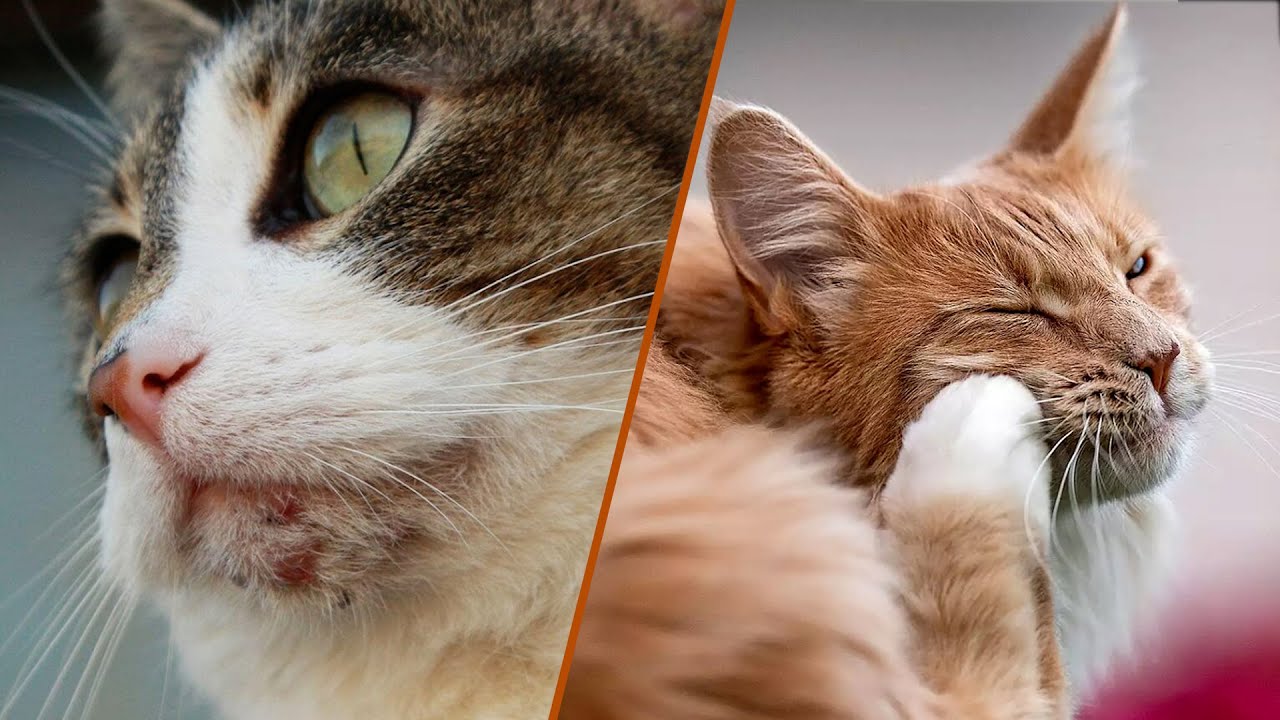 Cat Acne and Flea Dirt: The Hidden Culprits Behind Your Cat's Skin Woes