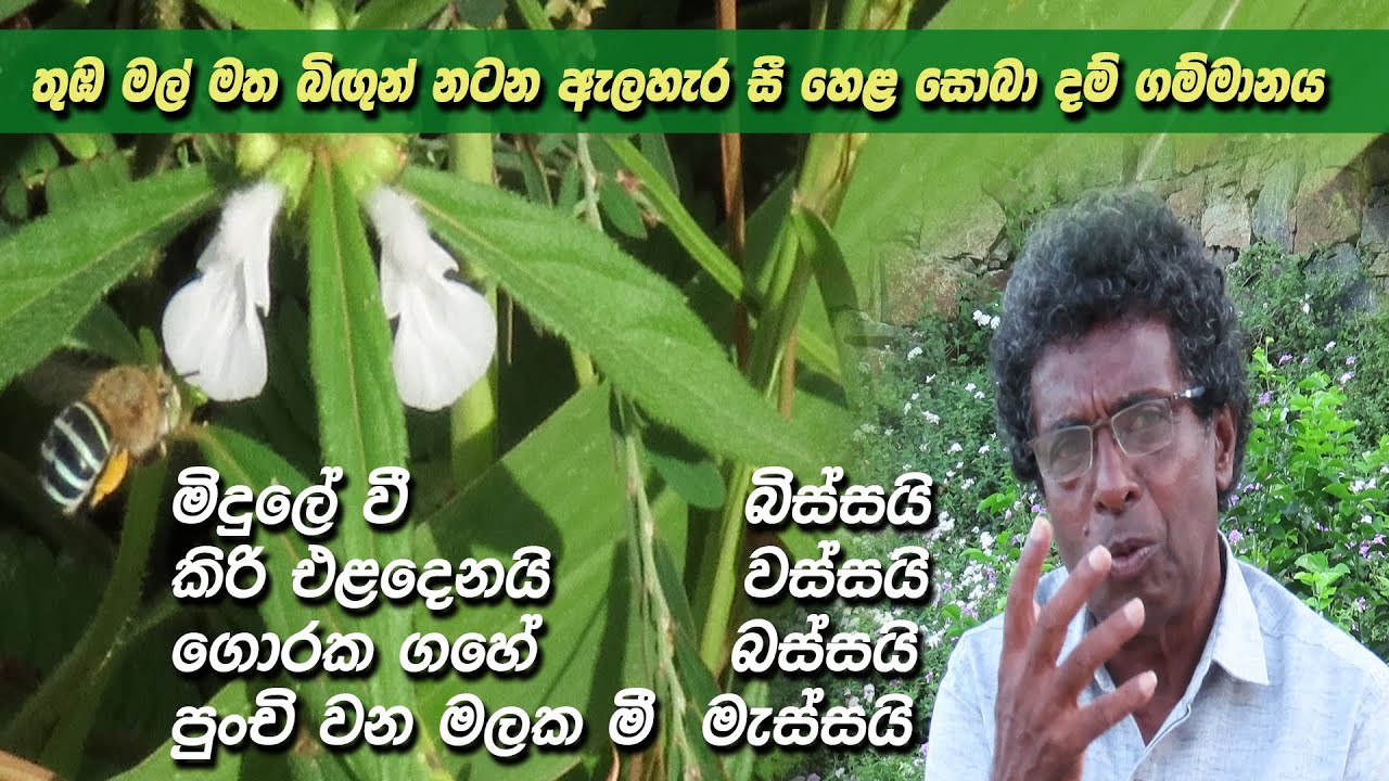 මී මැස්සන් ආකර්ණෂය වන මොනව ද මේ තුඹ මල් ||  තුඹ කරවිල නොවේ ?