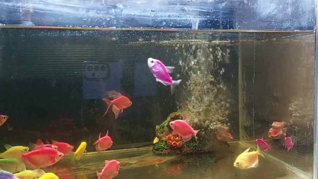 Relaxing Aquarium Fish Tank Sounds no music