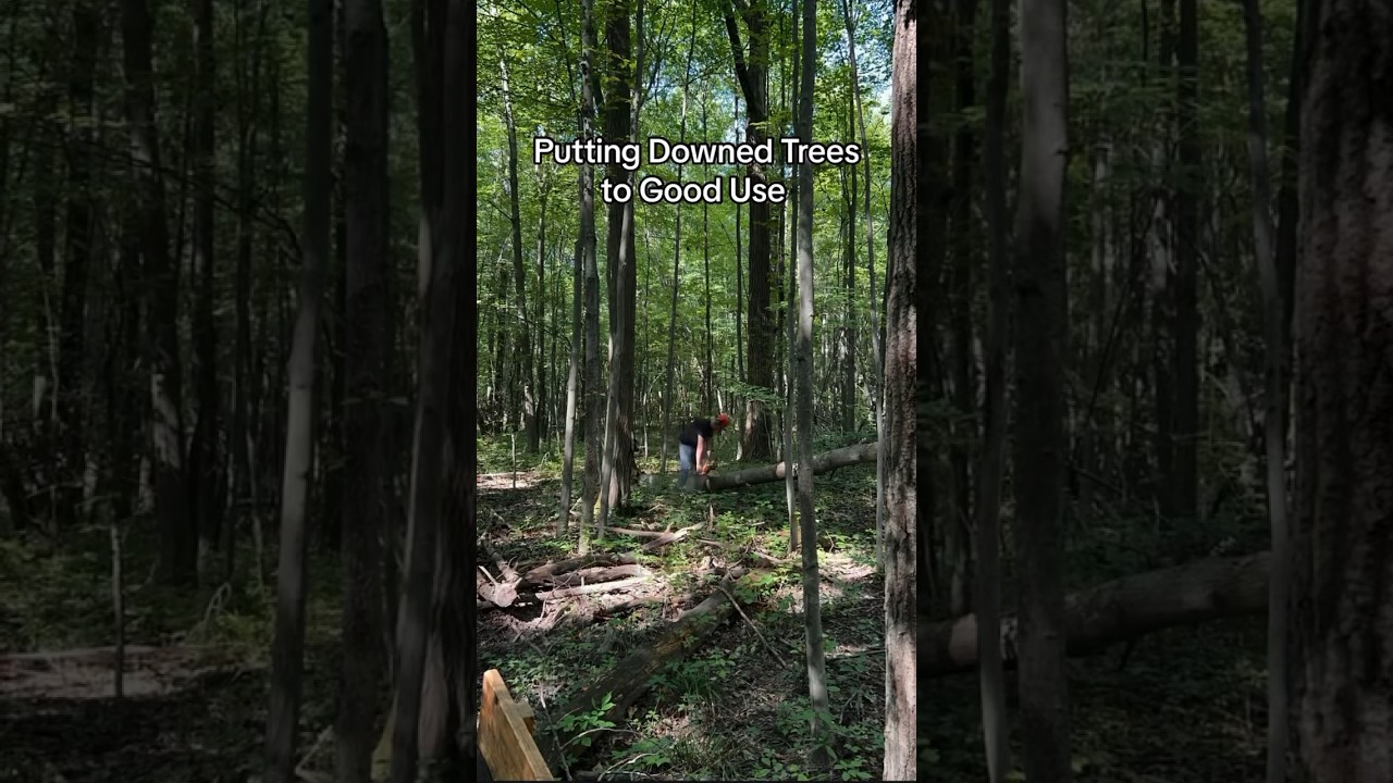 Putting Downed Trees to Good Use