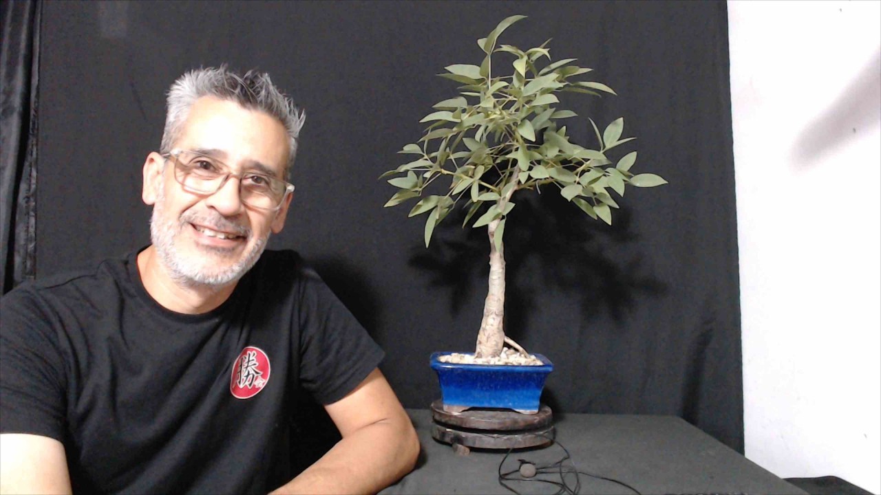 DIRECTO DIA 11 DE FEBRERO 2025 MASARU BONSAI