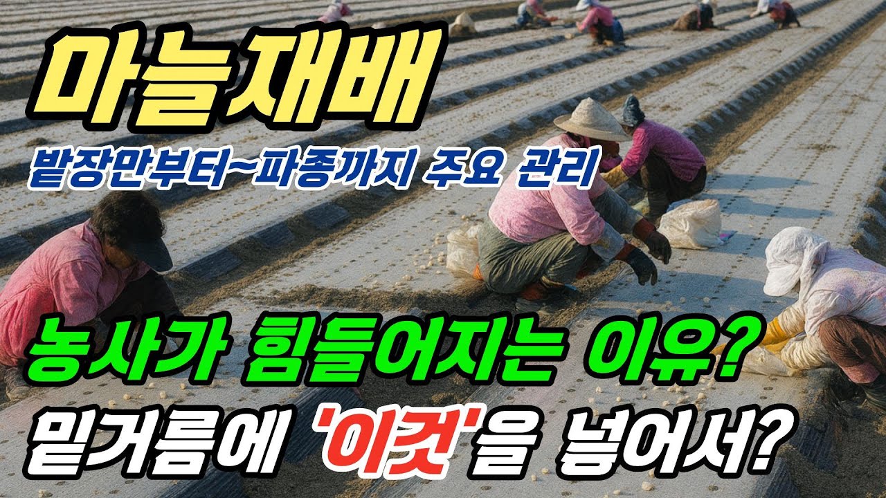마늘재배, 농사가 힘든 이유가 밑거름에 '이것'을 넣어서?