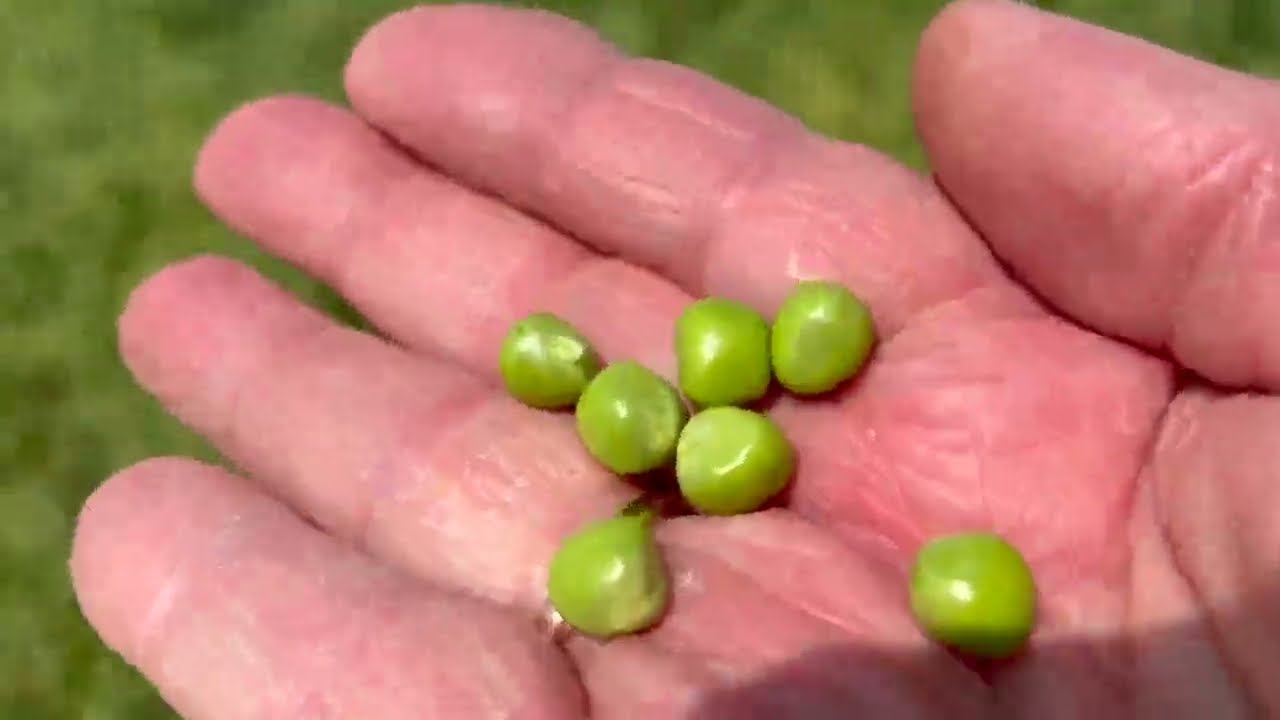 🌱 Український горох — китайський покупець 🌱