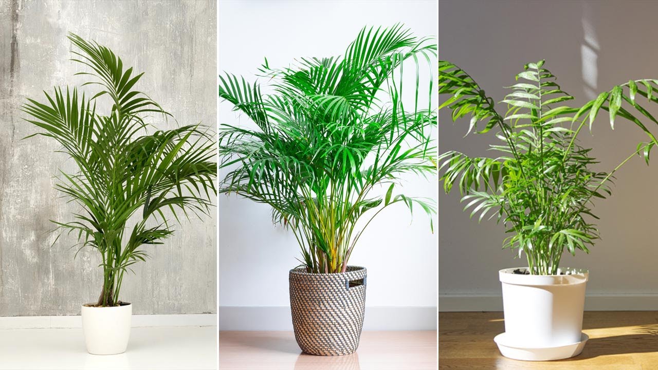 4 PALMERAS de interior resistentes y plantación - Decogarden - @Jardinatis