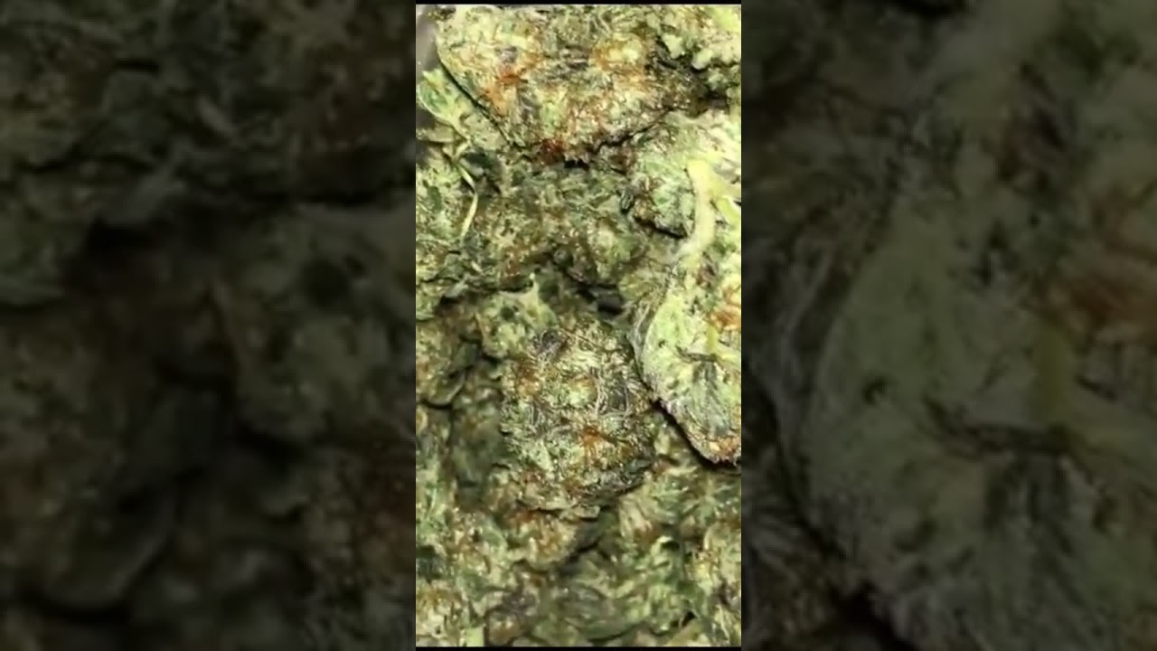 Sour OG kush , indoor Growth ⛽🔥🔥
