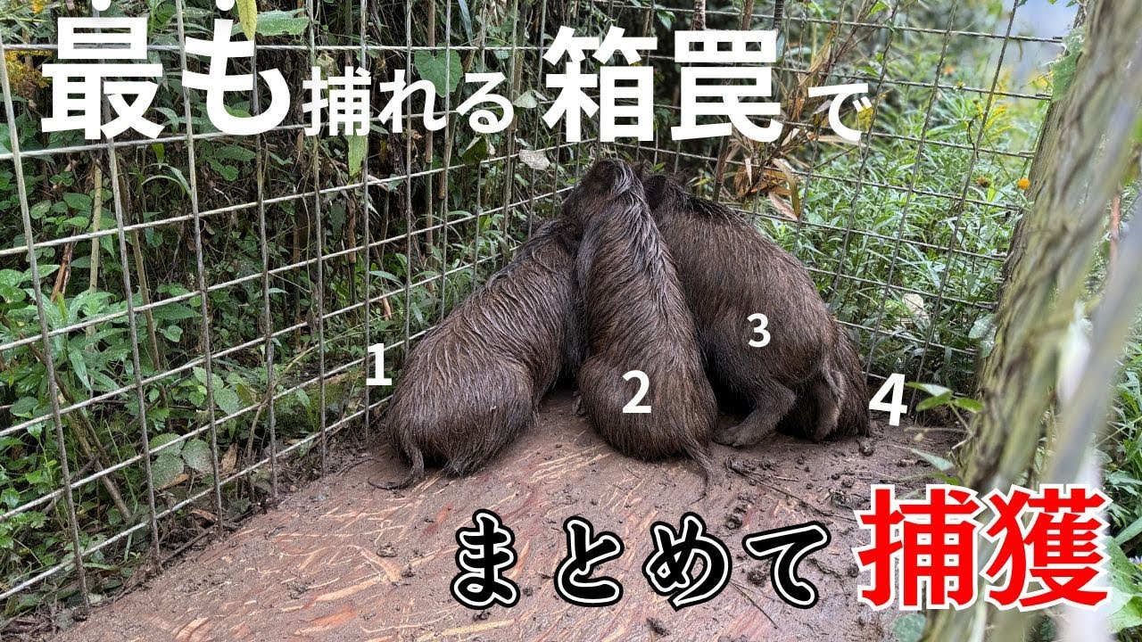 最も捕獲ができている箱罠で、4頭まとめて捕獲。