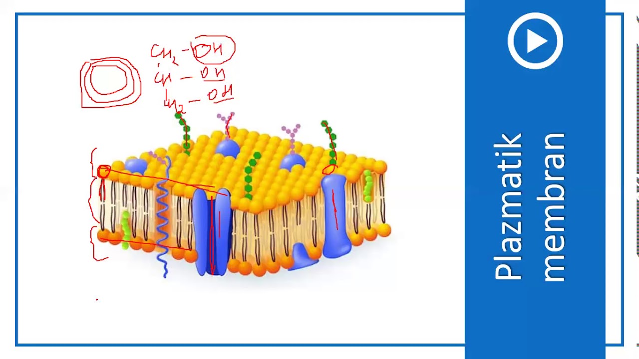 9-cu sinif Biologiya - Hüceyrə strukturları 1 membranlı orqanoidlər
