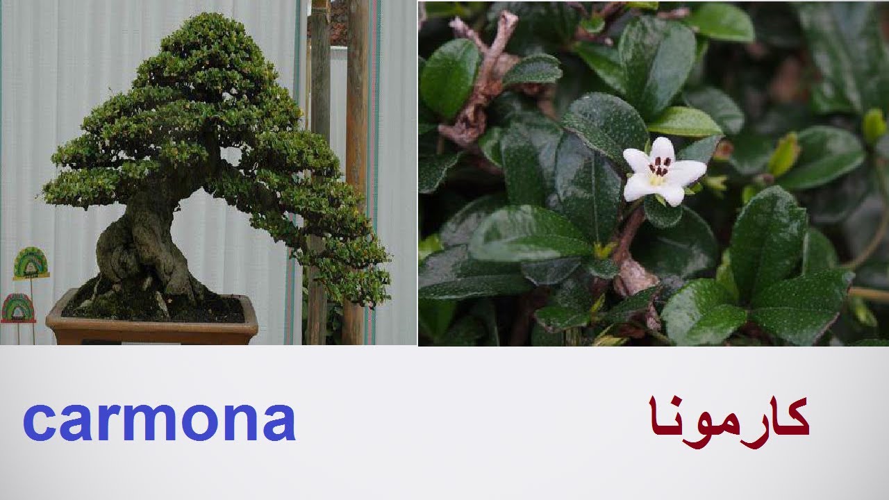 كارمونا او شجيرة الشاى او بونساى كارمونا طرق التكاثر والرعاية Carmona حلقة 394