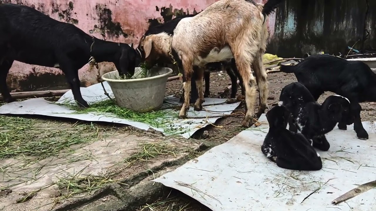Goat forming|ஆடுவளர்ப்பு #ஆடு#ஆடுவளர்ப்பு #கால்நடைகள் #goatfarming #cow #goatfarmingbusiness #animal