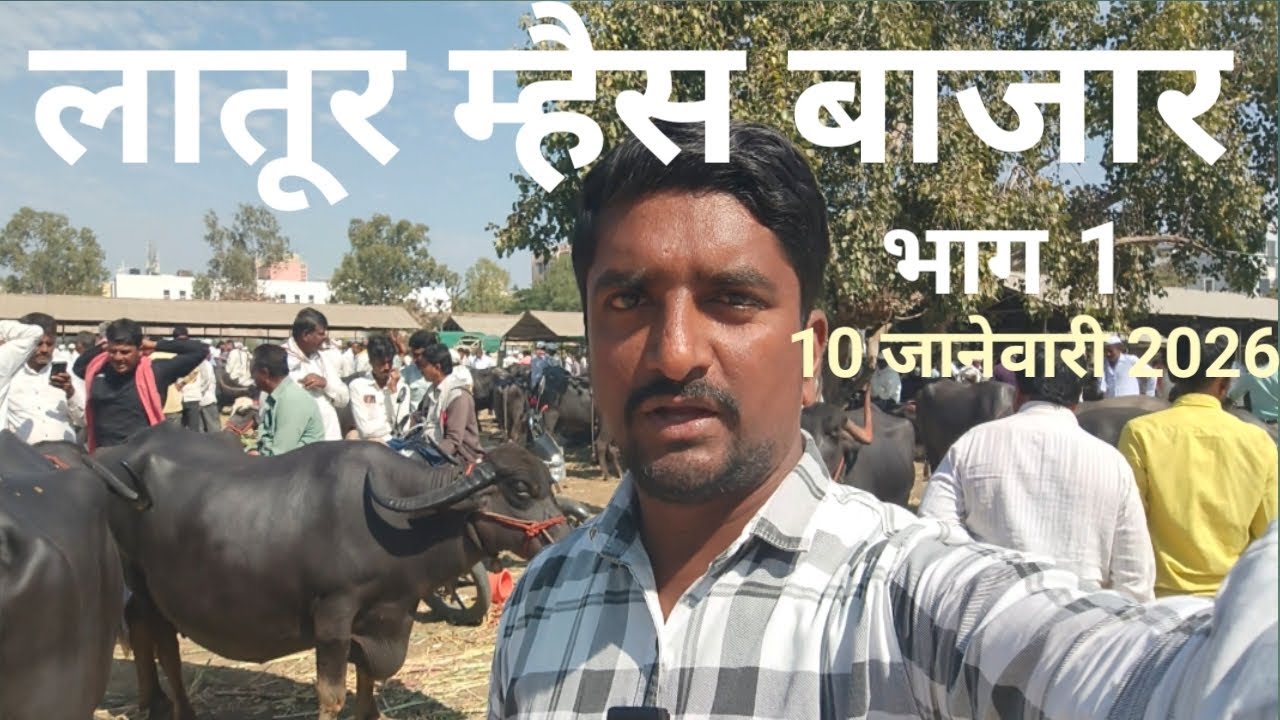 Latur Buffalo Market | लातूर म्हैस बाजार | buffalo video      | म्हैस बाजार | buffalo🐃milk business