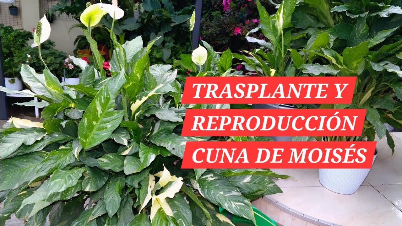Trasplante/Reproducción Cuna de Moisés o Spathiphyllum.