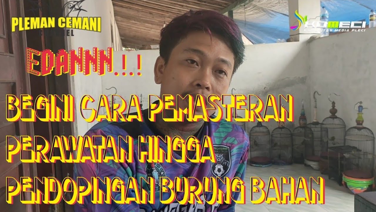 Edan.! Begini Cara Pemasteran Perawatan hingga Pendopingan Burung Pleci Bahan Ala Endok Tatto