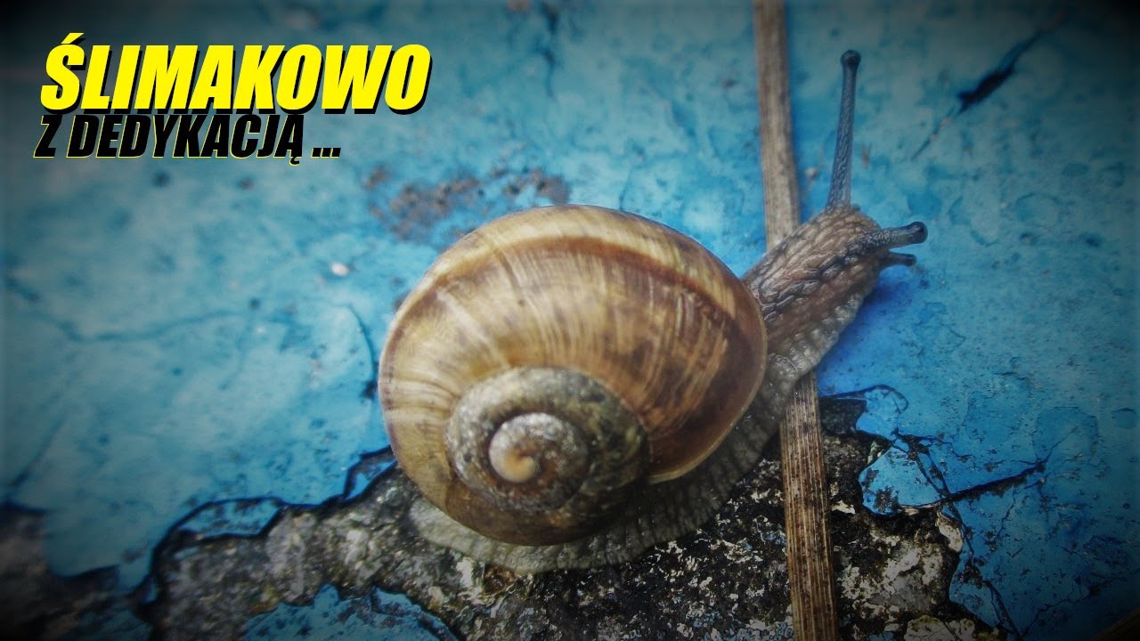 ŚLIMAKOWO ... Andrzej H (Czerwiec 2021)