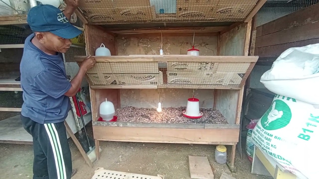 Mencoba pelihara ayam kampung broiler