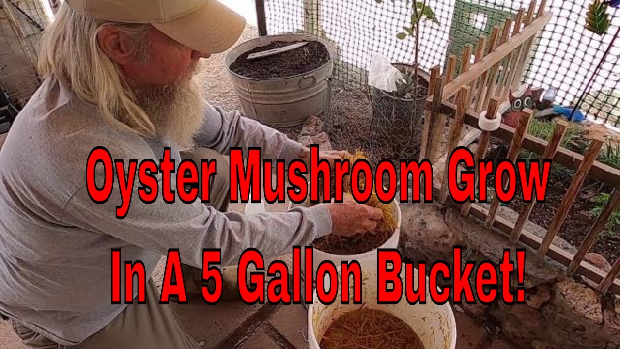 Oyster Mushrooms, First 5 Gallon Bucket Grow