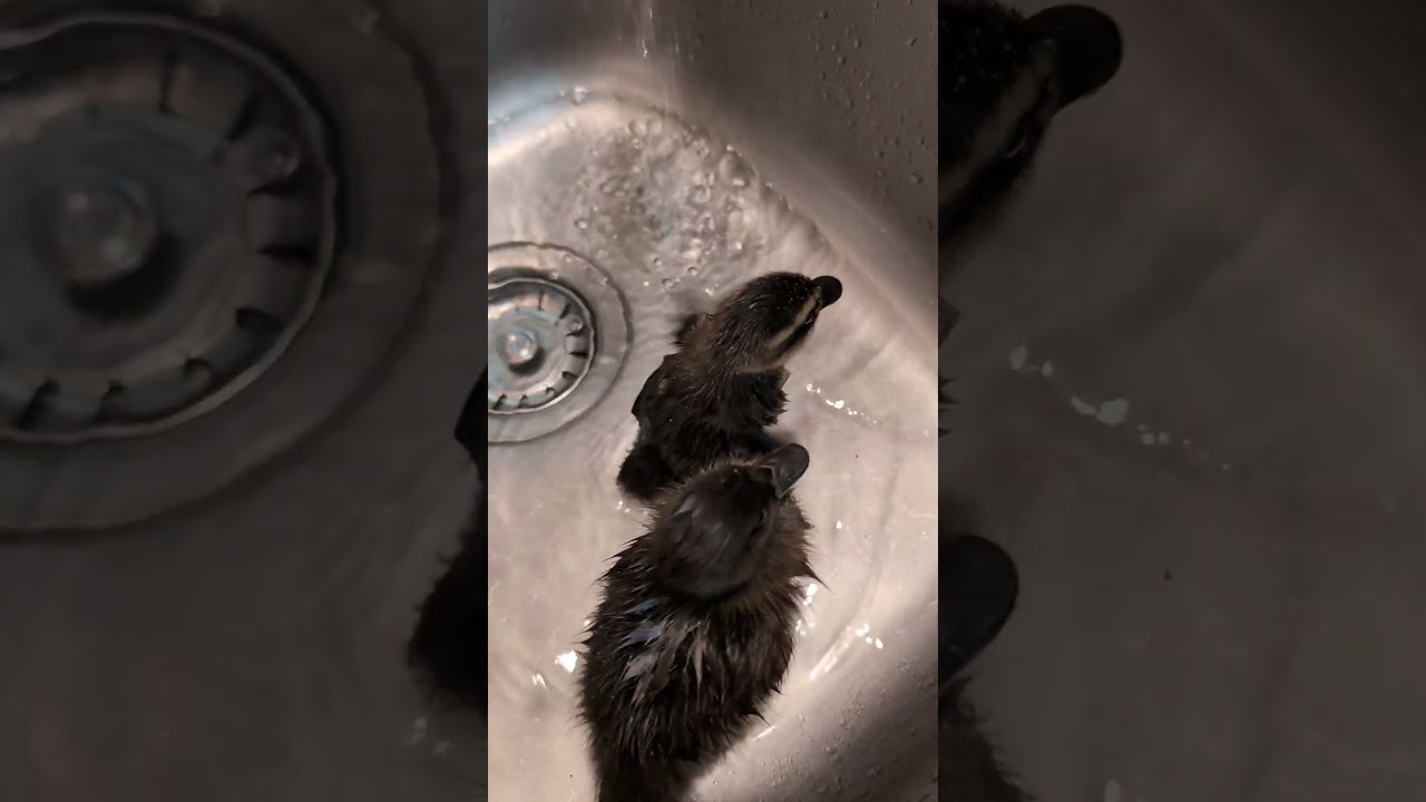 Duckling with cleft foots first bath! #ducklings #duckling #ducks #duckslive #ducksunlimited
